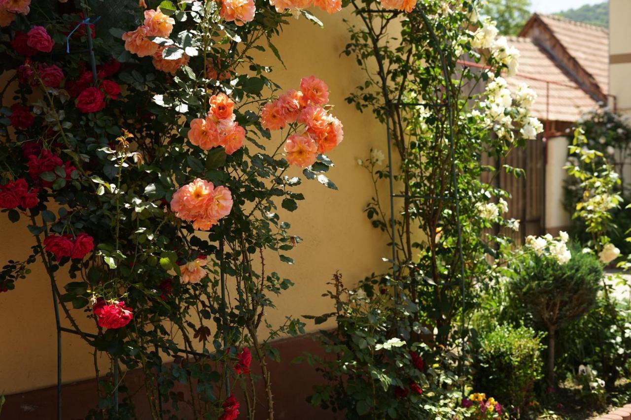 Casa Ciortea Ana シビエル エクステリア 写真
